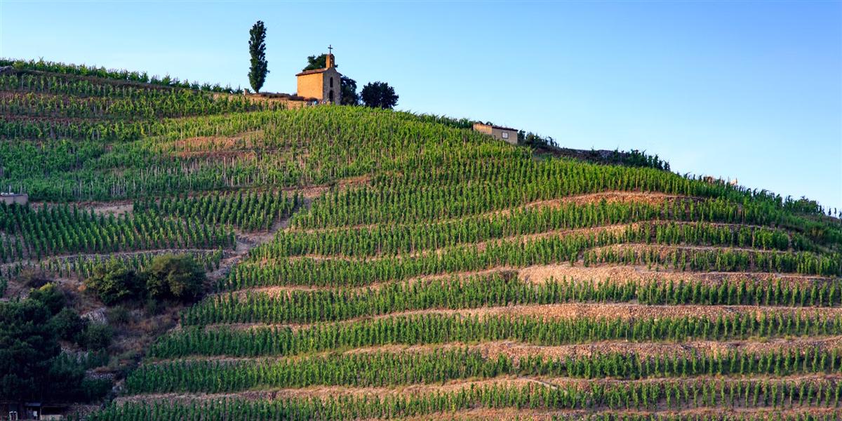 Vignes en terrasses sur la colline de l'Hermitage, avec la chapelle au sommet, vallée du Rhône